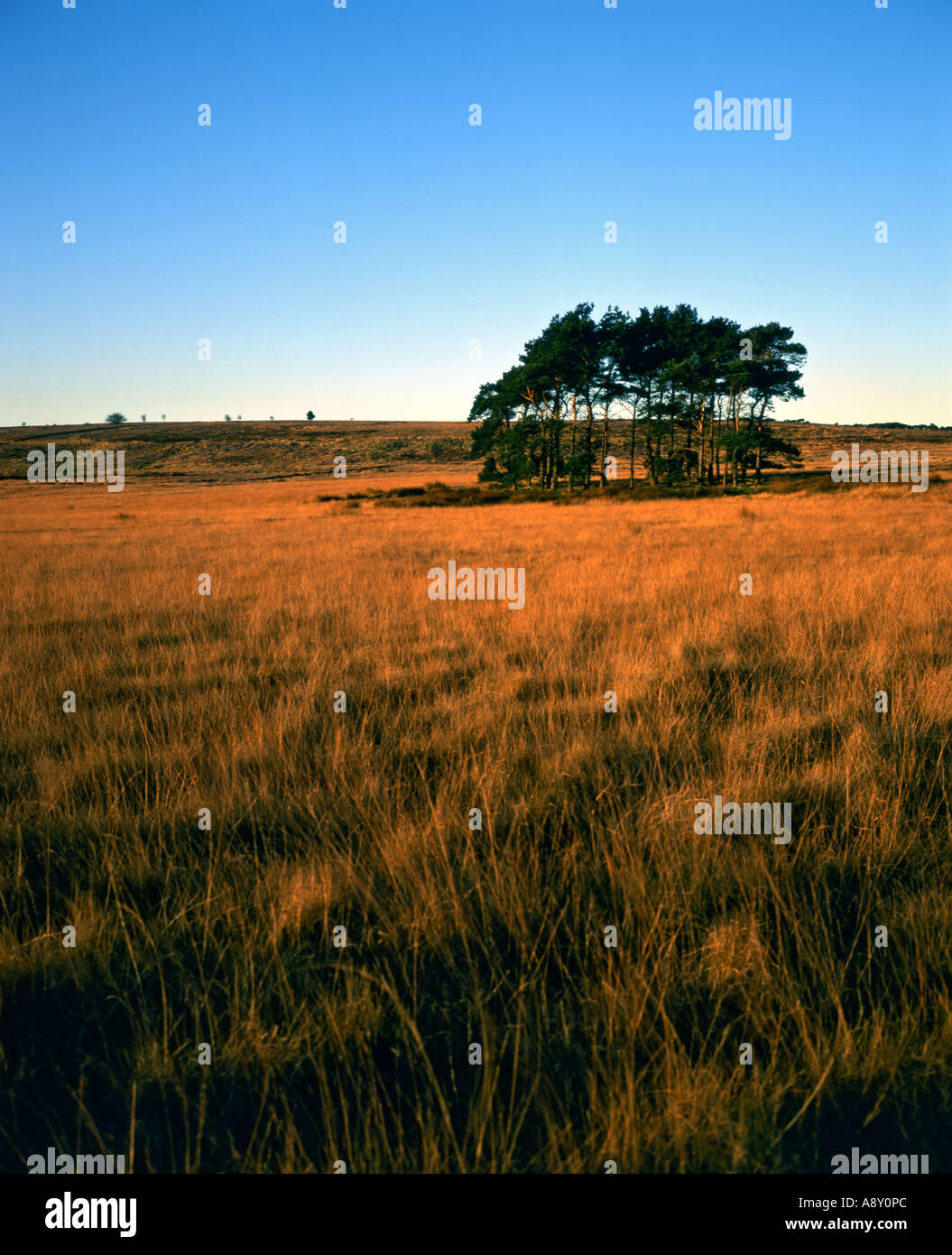 Copse of Scots Pine Trees, near Lockwood Beck Reservoir, North York