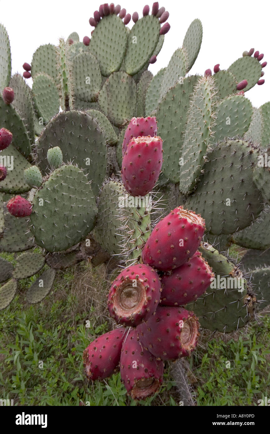 An opuntia in fructification (Mexico).  Opuntia en fruits (Mexique). Stock Photo