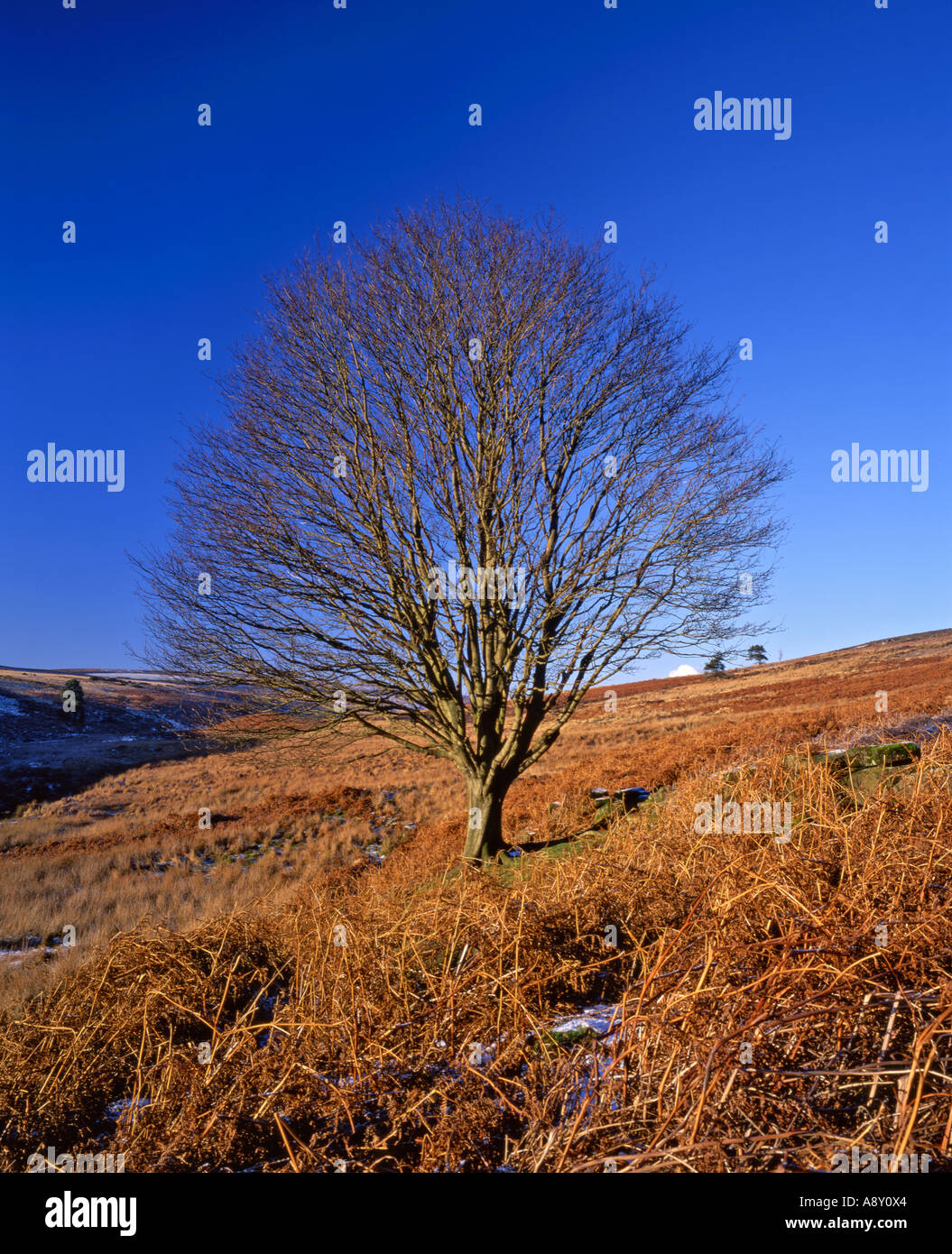  Parque nacional yorkshire moors hi-res stock photography and images - Alamy Motiv 