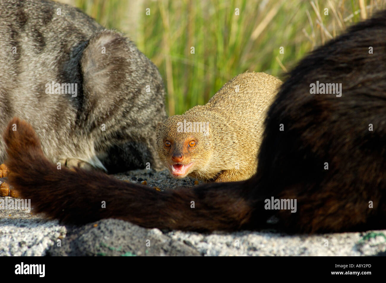 The wild Mongoose and feral cats of Hawaii The Big Island of Hawaii Stock Photo