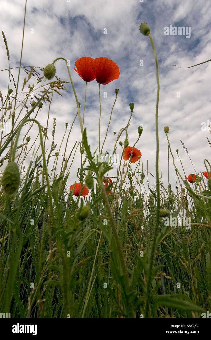 Red poppies growing on the edge of a wheatfield (France). Coquelicot poussant à la lisière d'un champ de céréales. Stock Photo