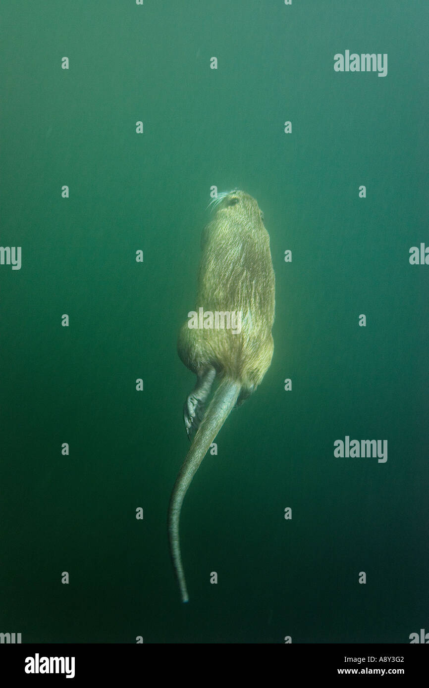 Underwater shot of a coypu swimming (Myocastor coypus). France. Prise de vue sous-marine d'un ragondin nageant (France). Stock Photo