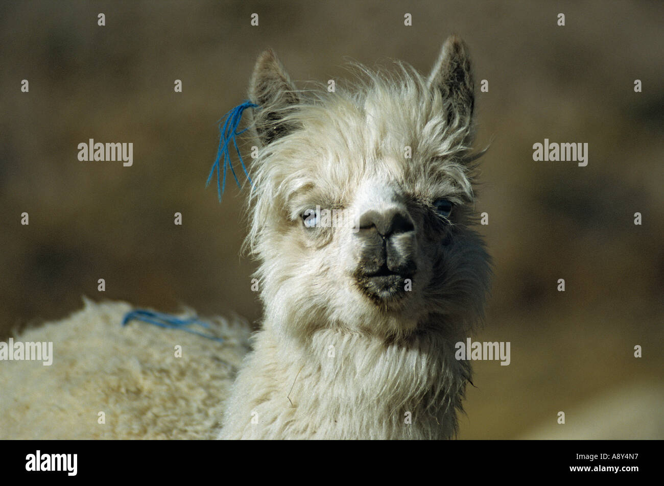 Blue-eyed alpaca (Lama pacos) - Peru. Alpaga (Lama pacos) aux yeux bleus (Pérou). Stock Photo