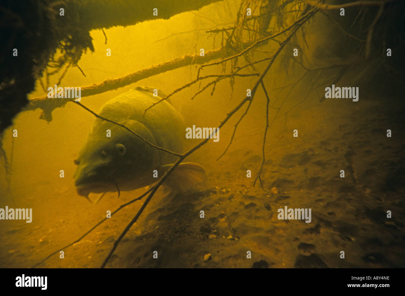 Big carp (Cyprinus carpio) in the La Creuse river (France). Grosse