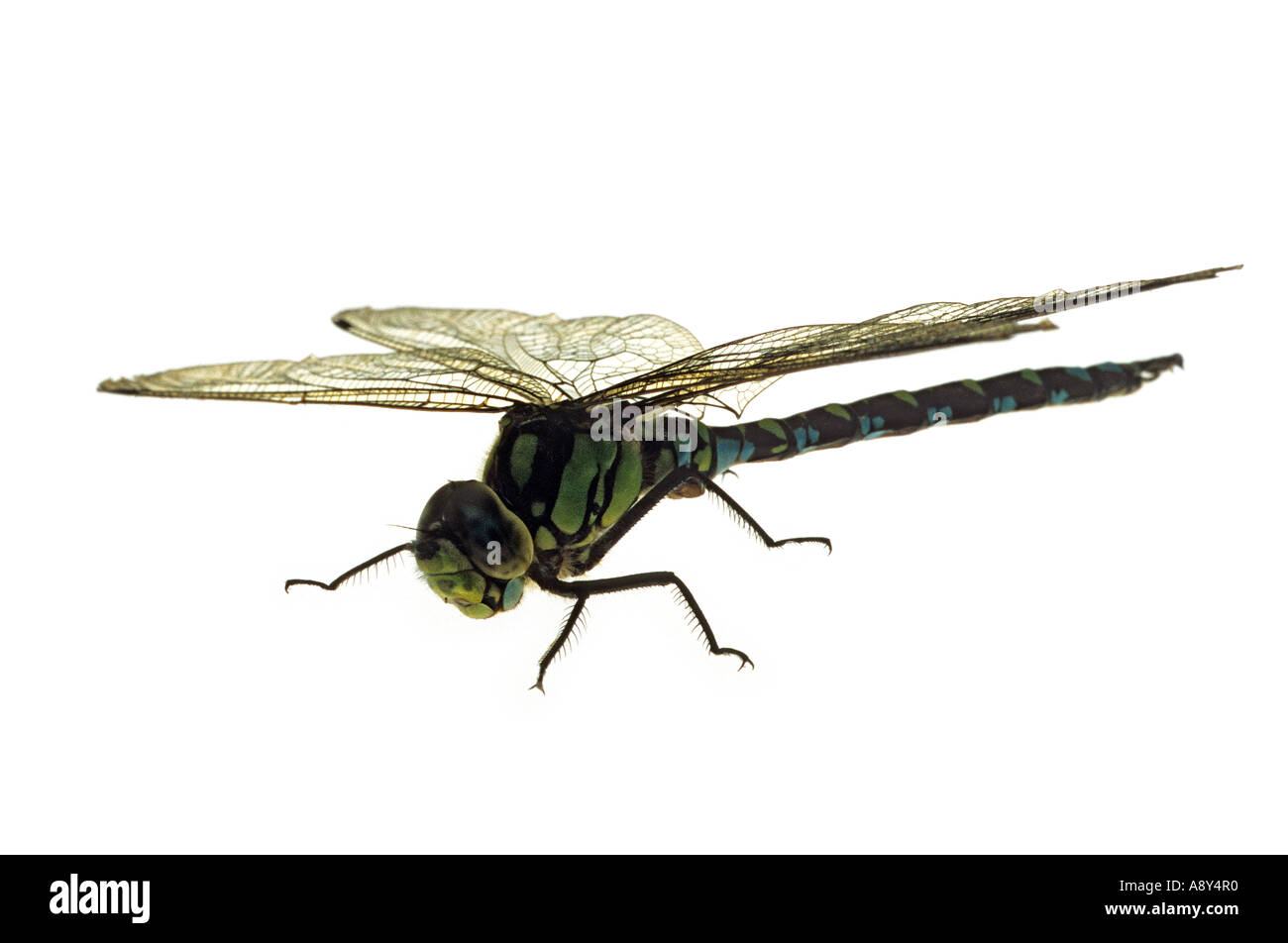 Patte Leg High Resolution Stock Photography And Images Alamy