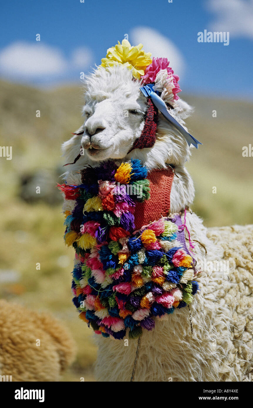 alpaca-lama-pacos-dressed-up-for-tourists-huaraz-surroundings-alpaga-A8Y4XE.jpg