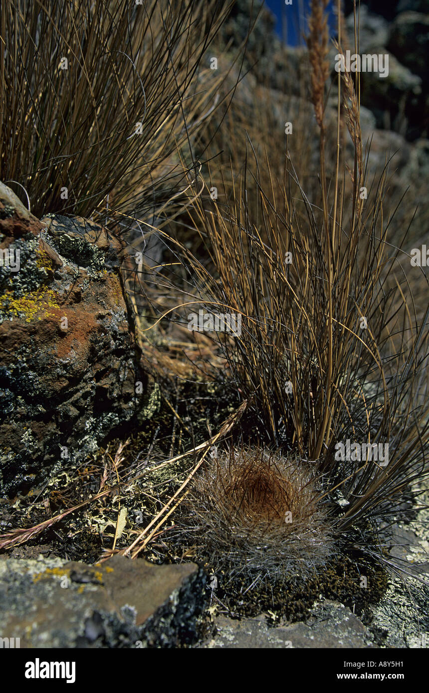 Cactus on the site of Winchus (nature reserve of Huascarán-Peru). Cactus sur le site de Winchus (parc naturel de Huascarán). Stock Photo