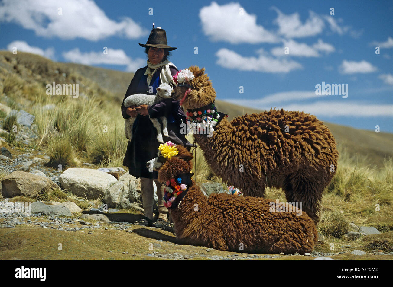 Alpacas (Lamas pacos) dressed up for tourists (Peru).  Alpagas (Lama pacos) décorés pour les touristes (Pérou). Stock Photo