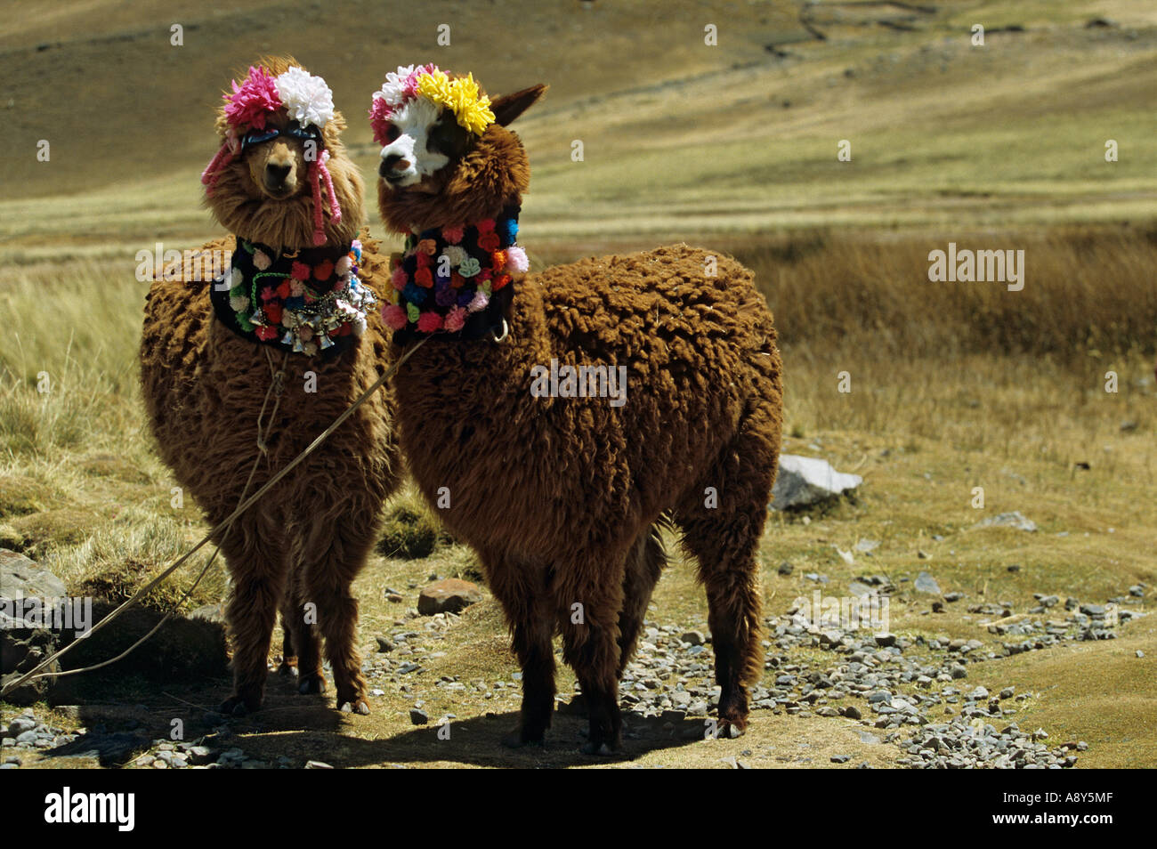 Coupling of alpacas (Lama pacos). Huaraz surroundings - Peru. Alpagas (Lama pacos). Environs de Huaraz - Pérou. Stock Photo