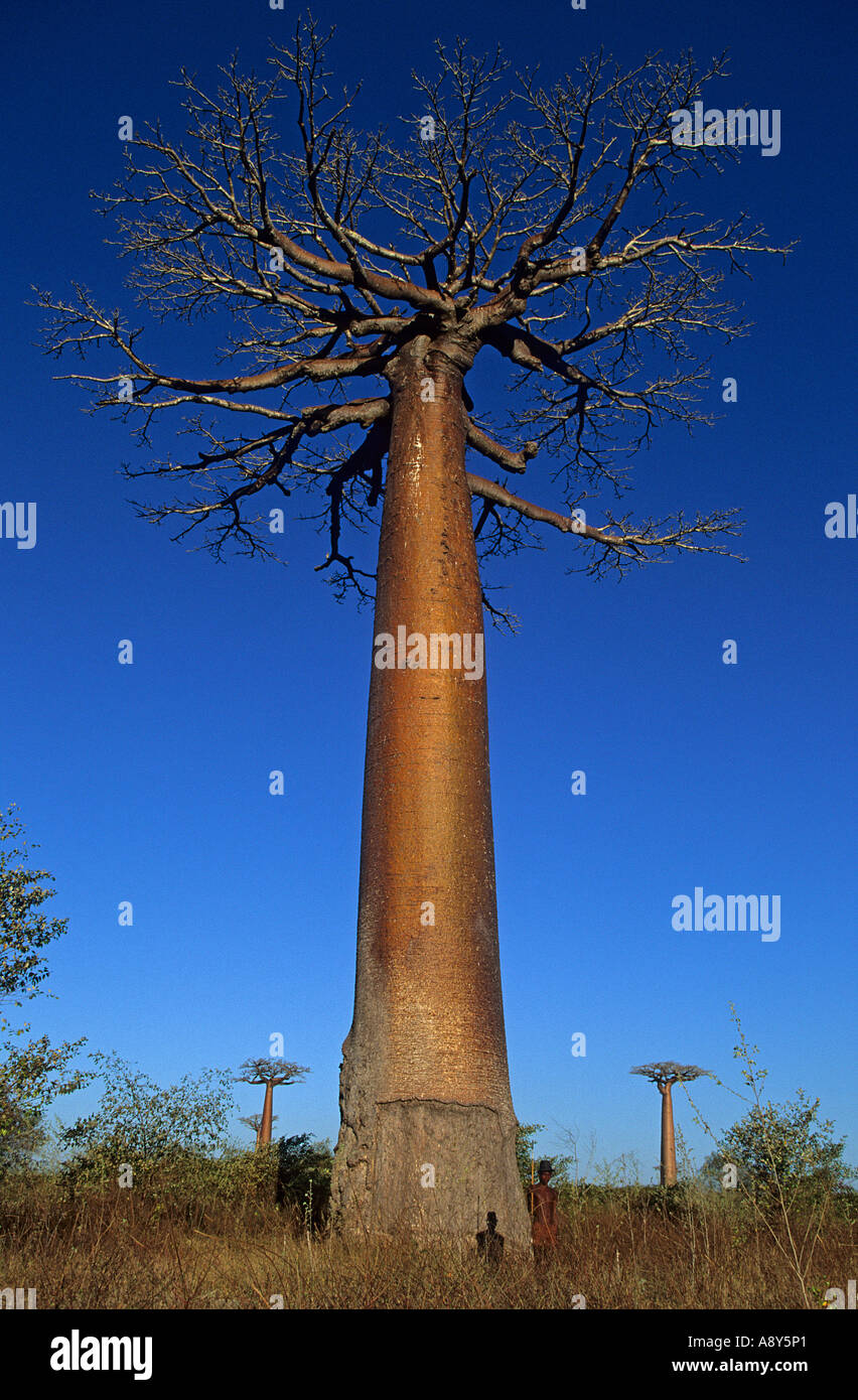 Baobab on the road between Belo Tsiribihina and Morondava (Madagascar).  Baobab sur la route entre Belo Tsiribihina et Morondava Stock Photo