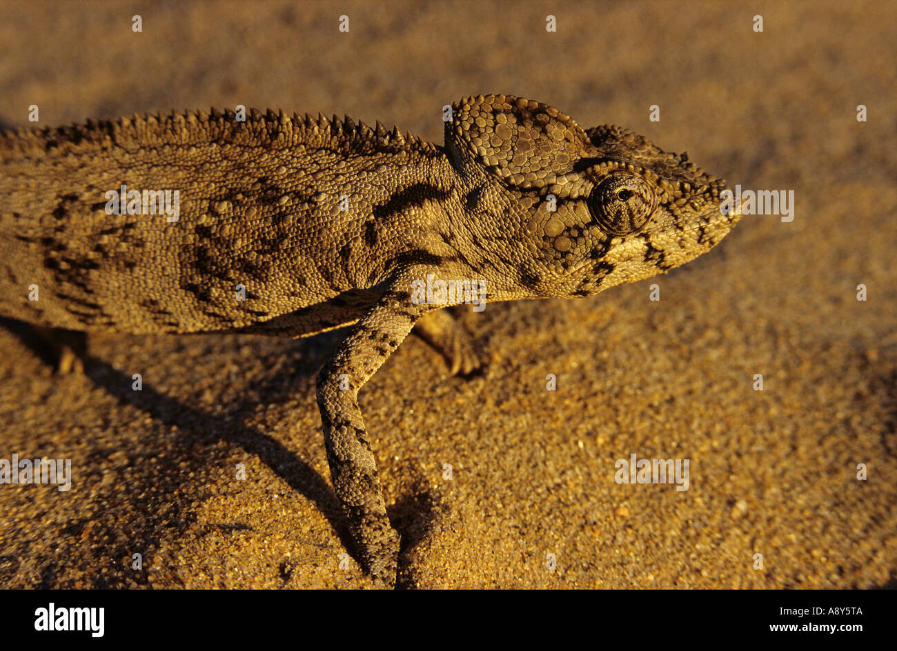 Chameleon (Chamaeleo sp) camouflaged on the sand (Madagascar).  Caméléon adoptant par mimétisme la couleur du sable. Stock Photo