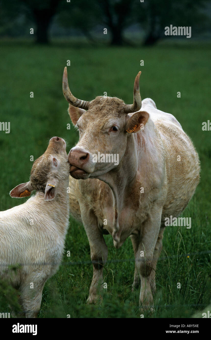 Lecher High Resolution Stock Photography And Images Alamy