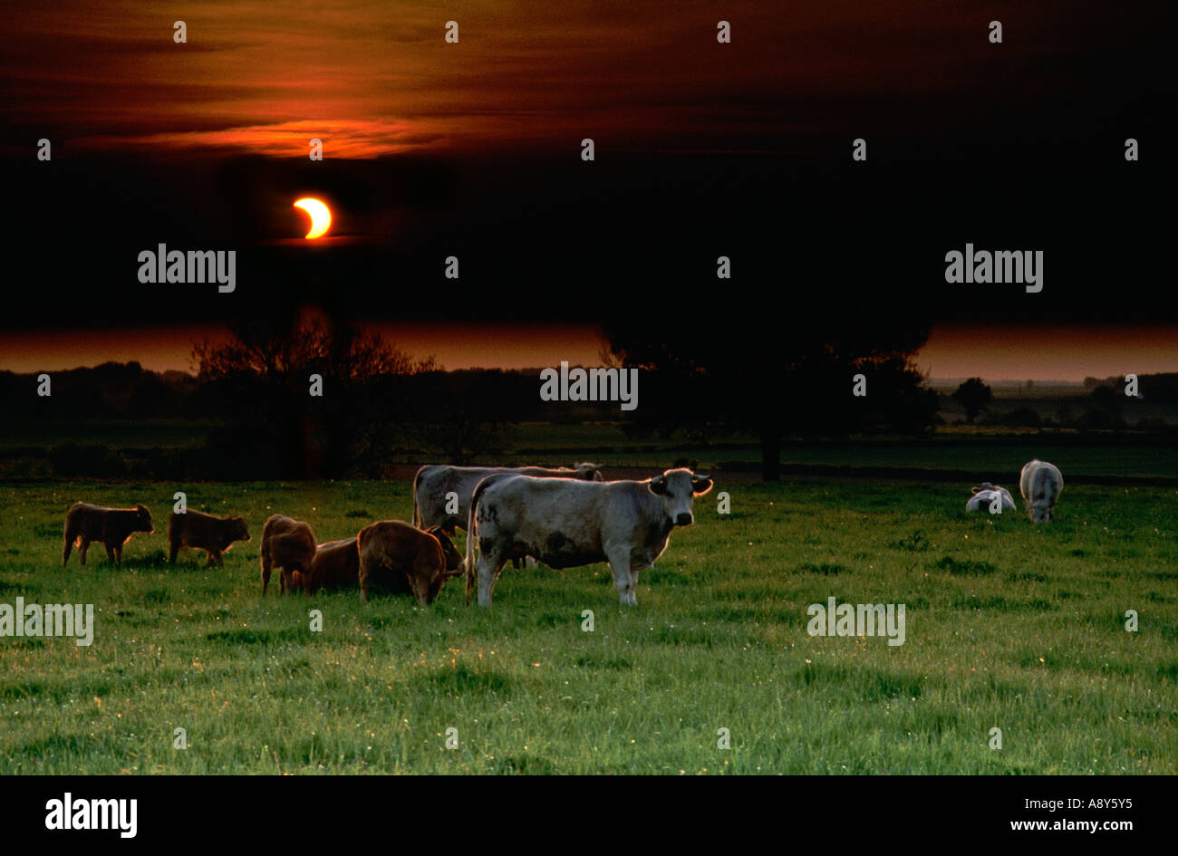 Partial eclipse of the sun in Berry (France). Eclipse partielle de soleil en Berry (France). Stock Photo