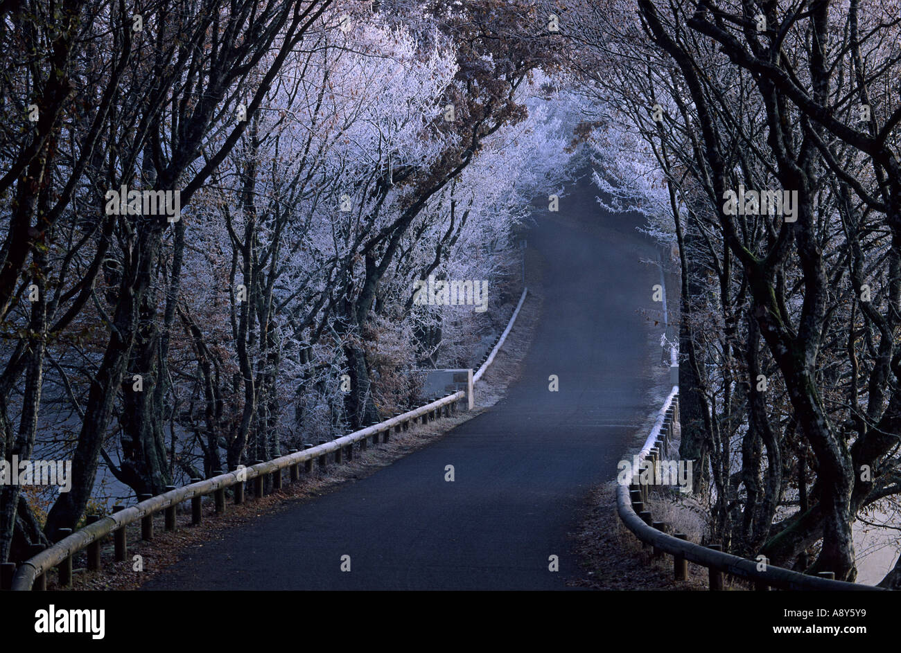 In winter, road cutting right accross the national forest of Tronçais. Route traversant la forêt domaniale de Tronçais l'hiver. Stock Photo