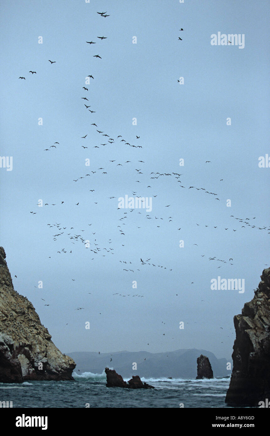 Colony of seabirds flying over the Ballestas islands (Peru). Survol des îles Ballestas par une colonie d'oiseaux de mer (Pérou). Stock Photo