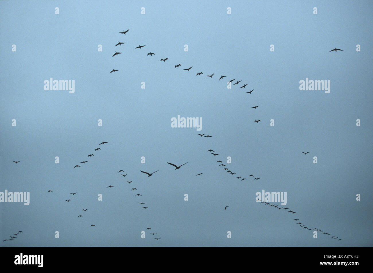 Colony of seabirds flying over the Ballestas islands (Peru). Survol des îles Ballestas par une colonie d'oiseaux de mer (Pérou) Stock Photo