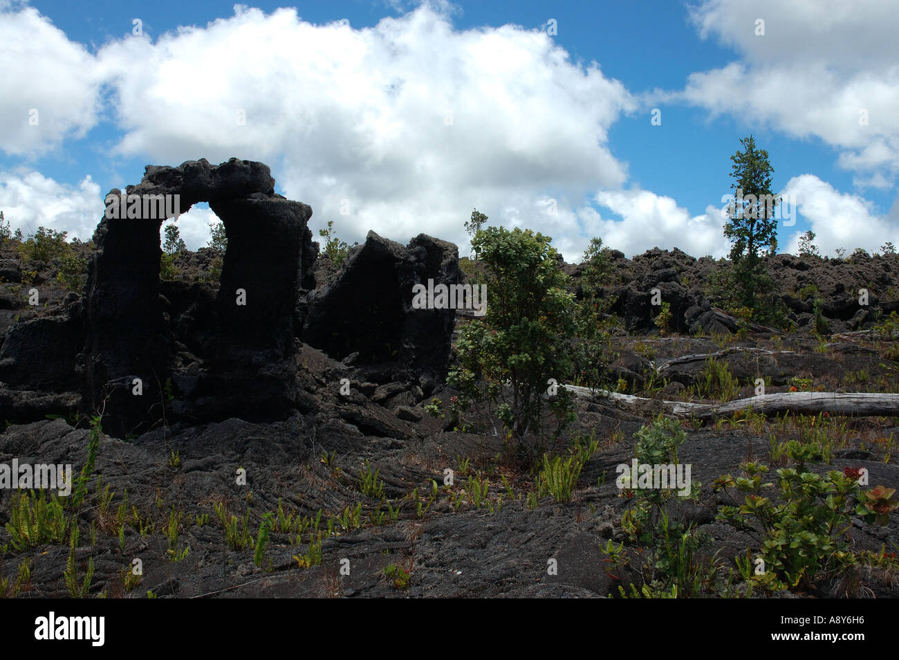 Tree molds near Hawaii Volcanoes National Park Stock Photo Alamy