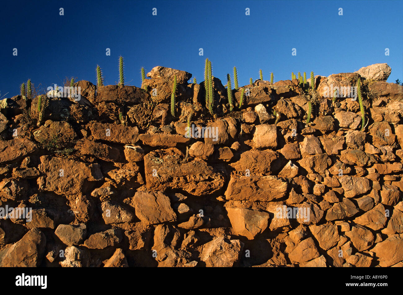 Cactus (Corryocactus apiciflorus) on the site of Pukapukara (Peru). Cactus (Corryocactus apiciflorus) sur le site de Pukapukara Stock Photo