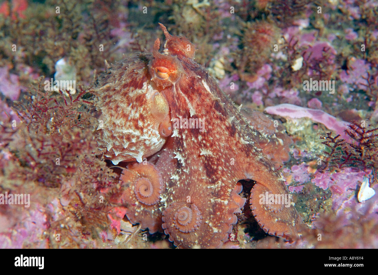 Small specimen of Giant North Pacific octopus sitting on the bottom. Species name is Octopus dofleini -a largest octopus species Stock Photo