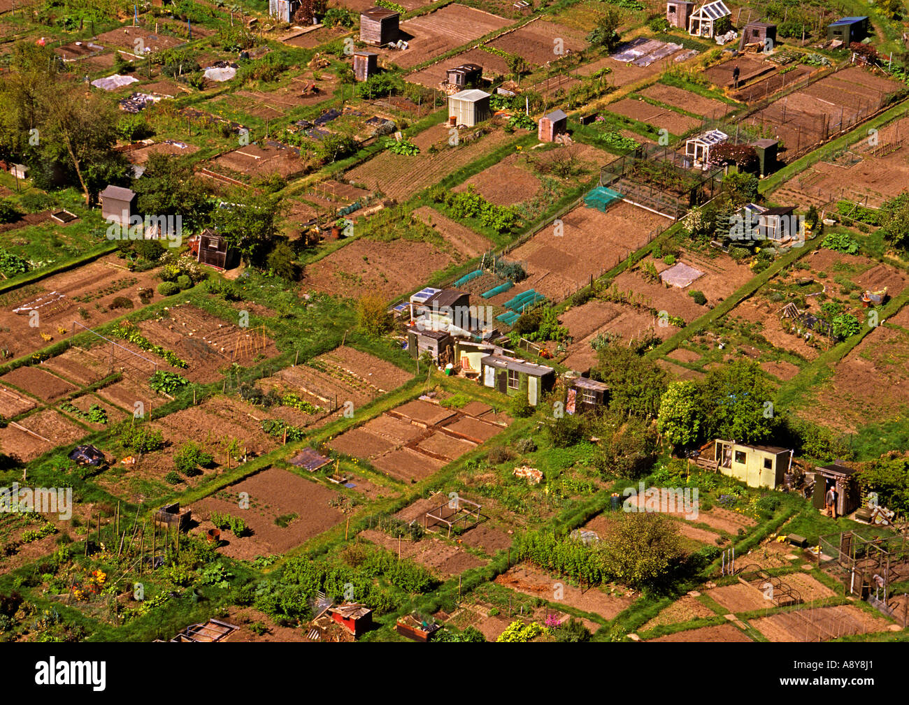 Allotments in Midmar Drive Edinburgh seen from Blackford Hill Stock Photo