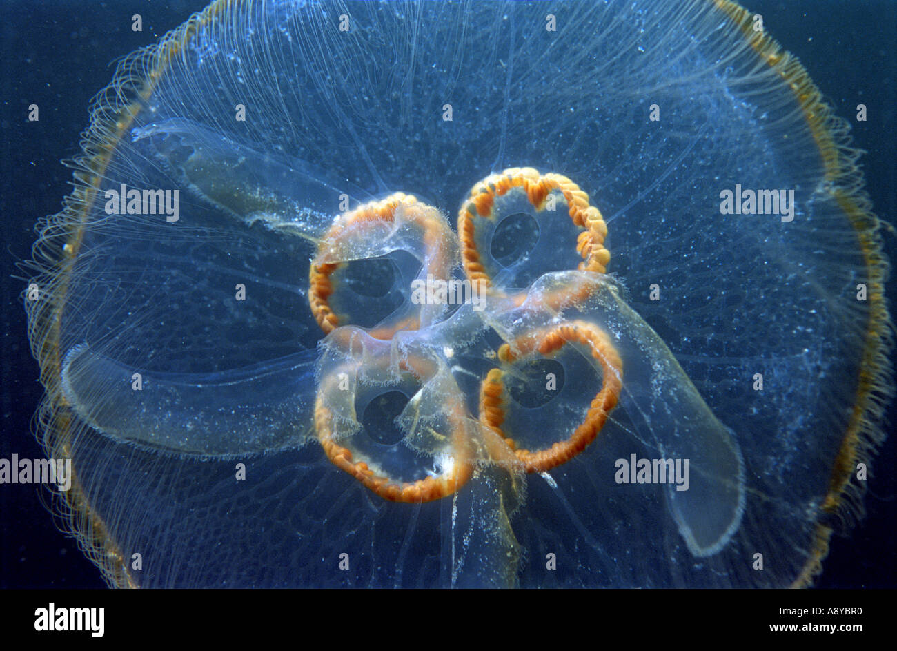 A jellyfish Aurelia labiata swimming in natural environment in the sea. North Pacific, underwater Stock Photo