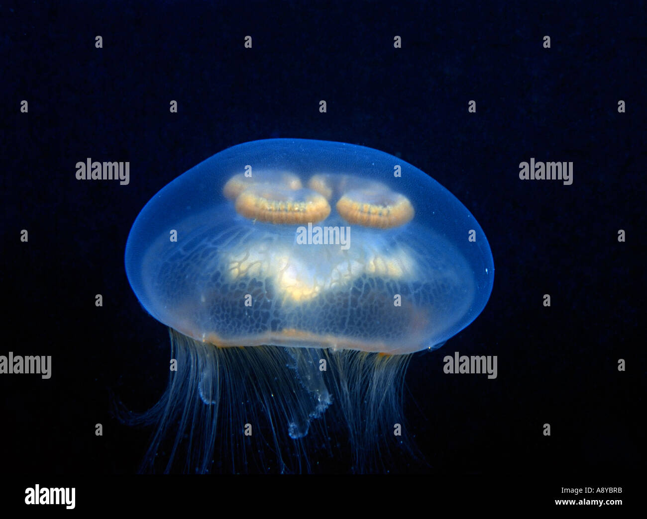 A jellyfish Aurelia labiata swimming in natural environment in the sea. North Pacific, underwater Stock Photo