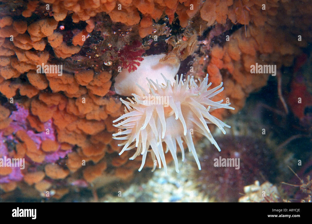Large pure white sea anemone Actinostola callosa growing on a vertical wall cowered by reddish sponge North Pacific Underwater Stock Photo