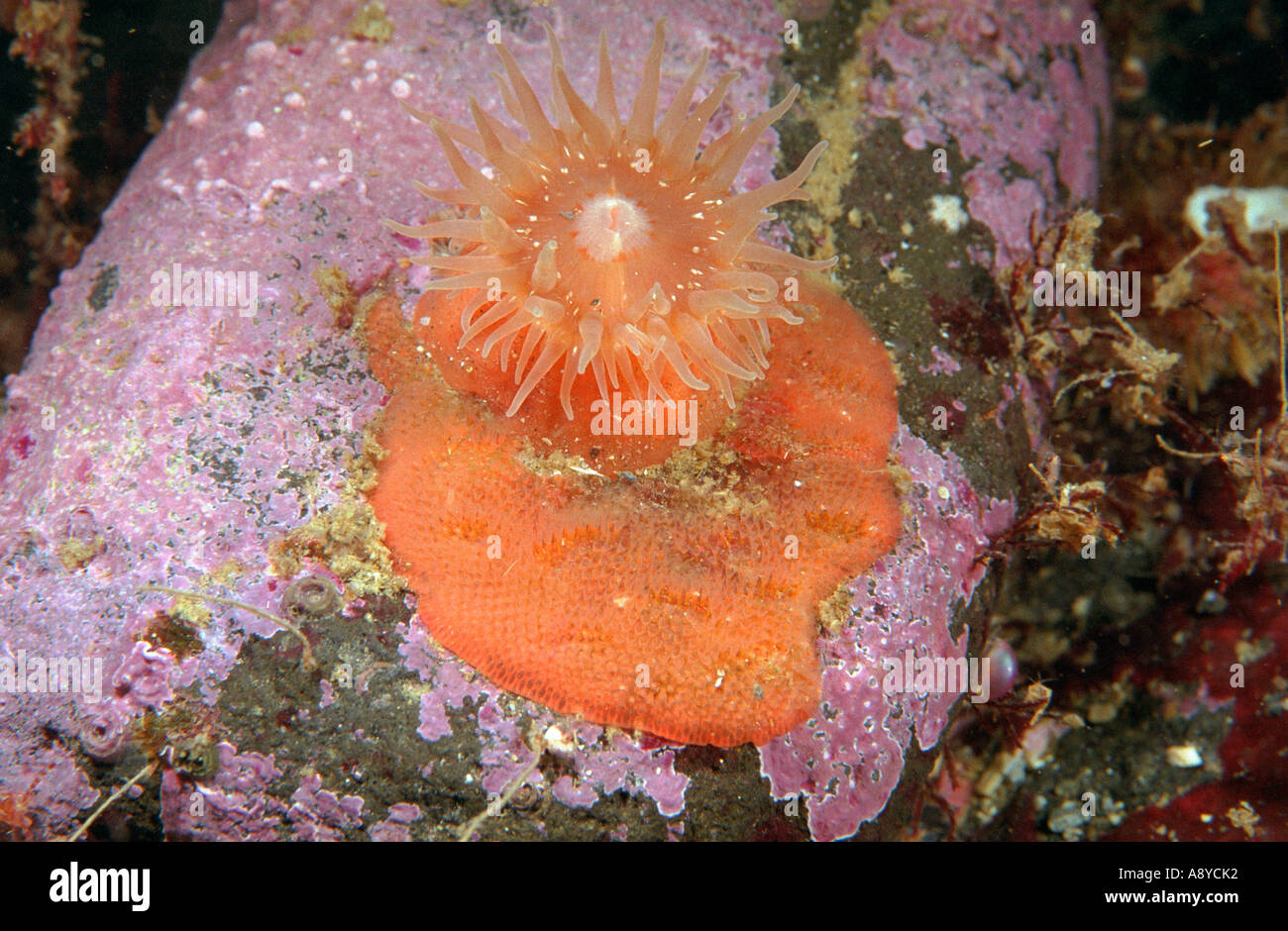 Orange sea anemone Stomphia coccinea on stone covered by red coralline algae, orange Bryozoa colony. Underwater, North Pacific Stock Photo