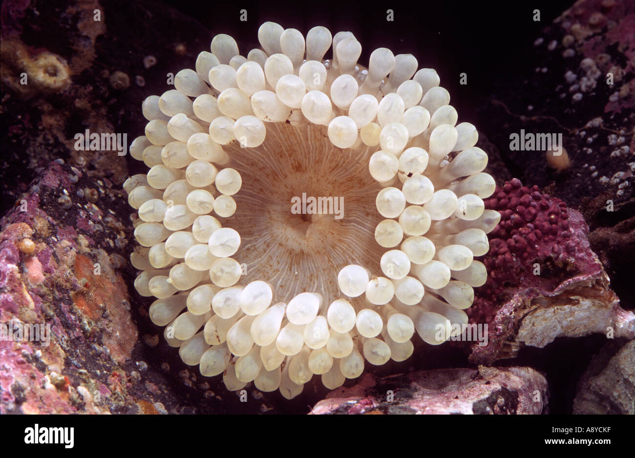White form of  North Pacific sea anemone Cribrinopsis olegi living between the stones Disk blunt tentacles aquaria North Pacific Stock Photo