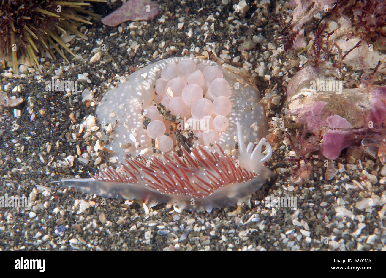 Sea slug Coryphella verrucosa attacking white sea anemone Cribrinopsis olegi which burrows into sand . North Pacific Underwater Stock Photo