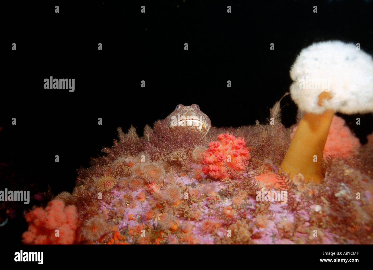 Underwater landscape Sea anemones Metridium, red colony Alcyonaria, fish Great Sculpin Myoxocephalus polyacanthocephalus Pacific Stock Photo