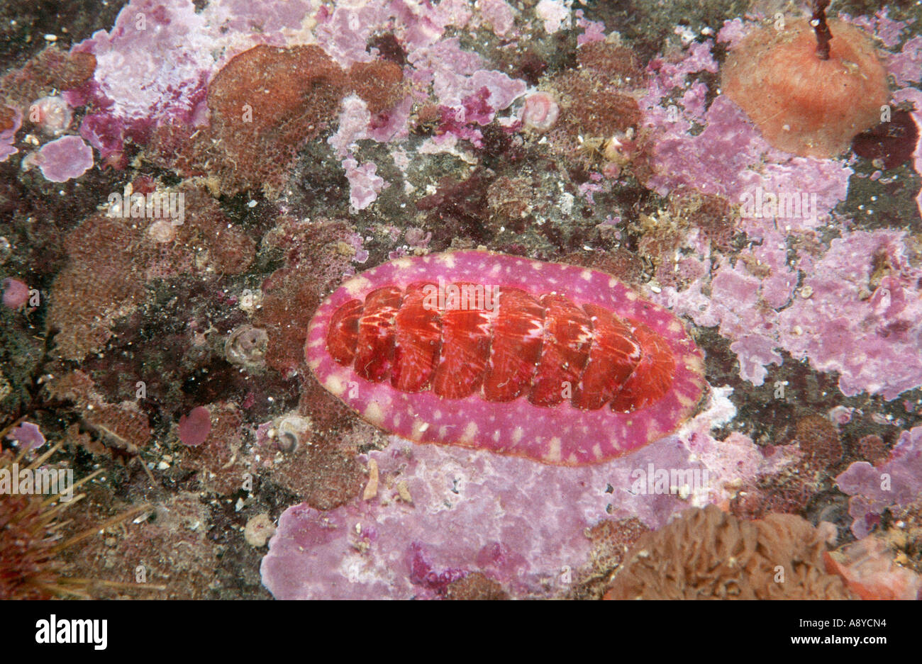 Macro of sea slug Tonicella submarmorea (Mollusca, Loricata, Polyplacophora) Widely distributed mollusk Underwater North Pacific Stock Photo