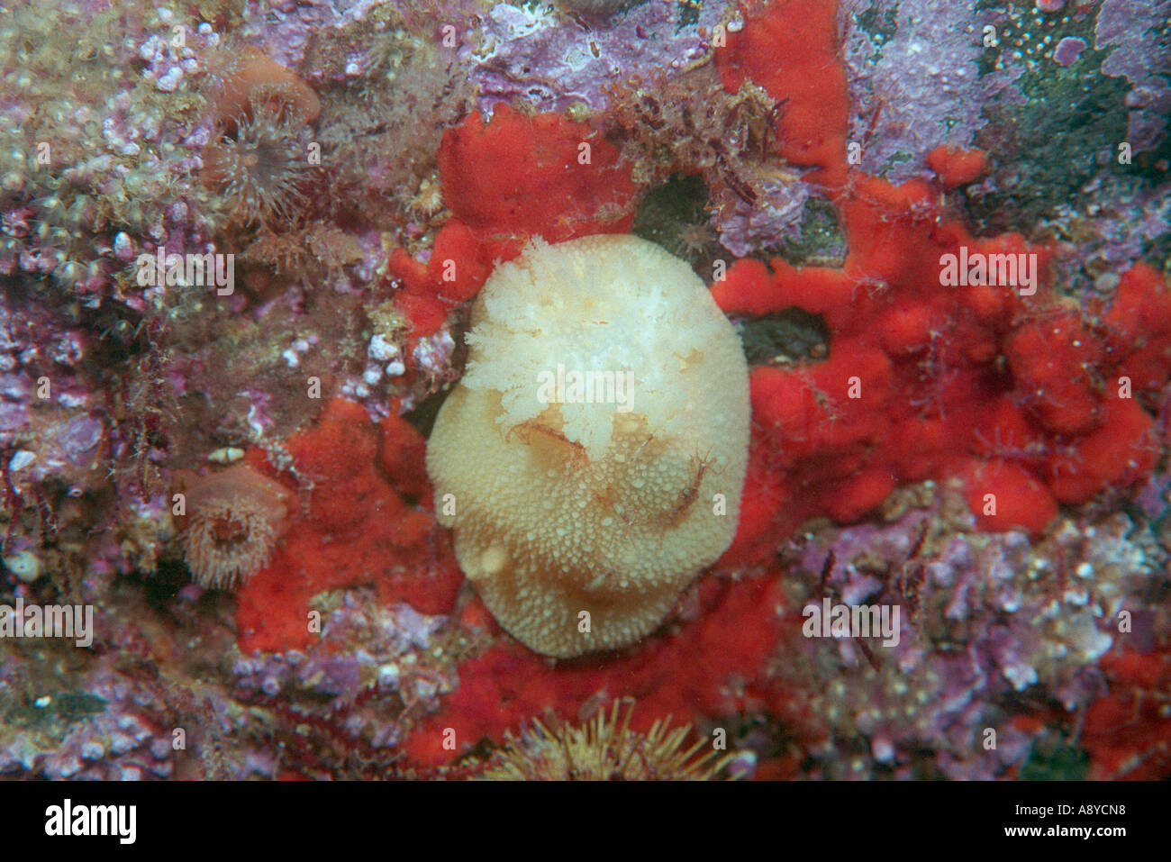 White sea slug Acanthodoris pilosa ( Mollusca , Gastropoda ) feedeng on red sponge . Underwater , North Pacific ocean Stock Photo