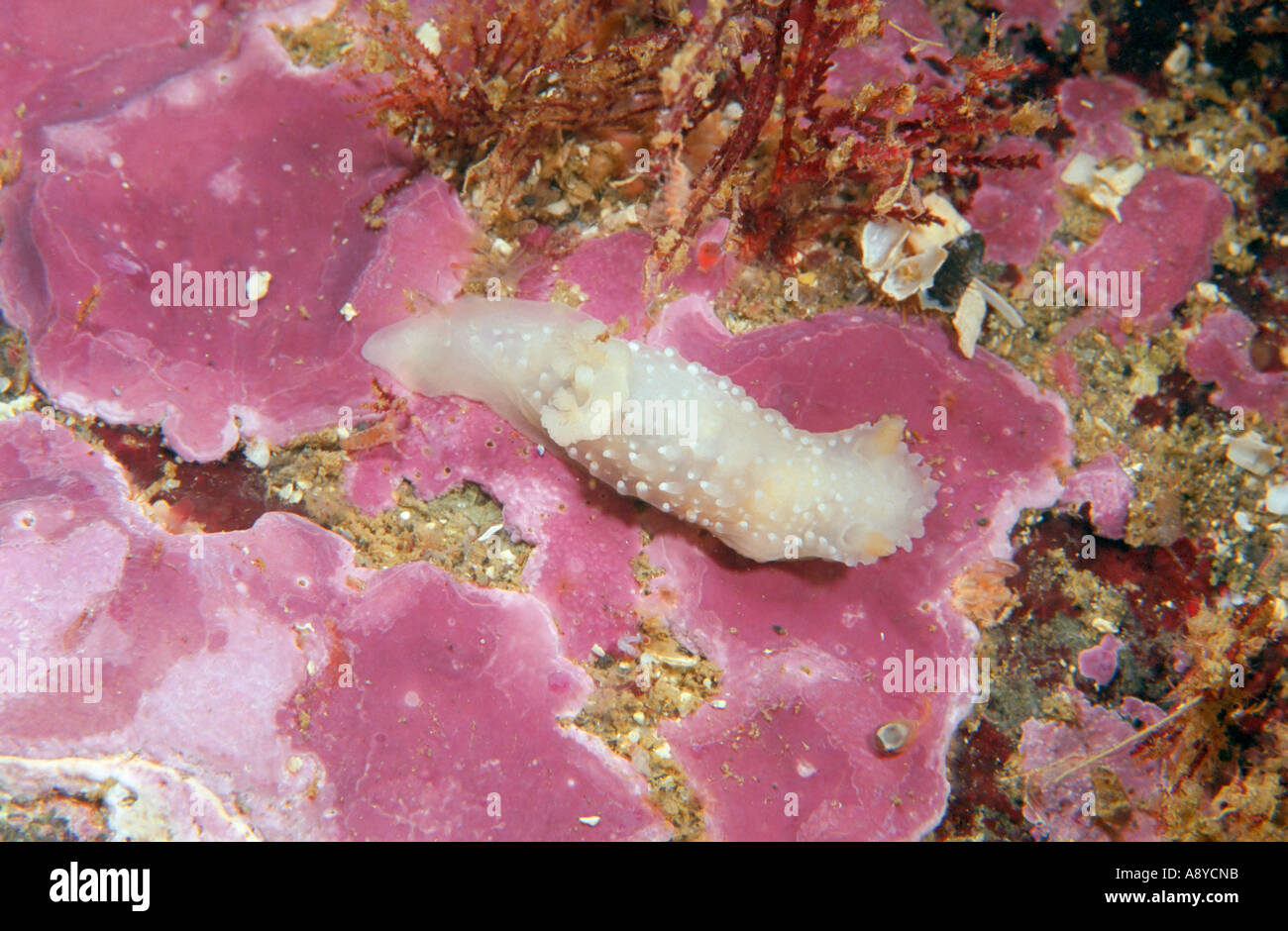 White sea slug Colga minichevi (Mollusca, Gastropoda) on red coralline alga encrusting a stone. North Pacific, Underwater Stock Photo