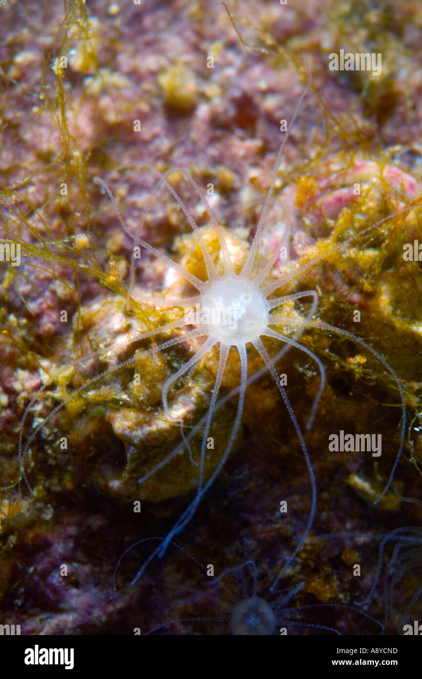 Macro of minute Sciphistoma - juvenile sessile stage of development of marine jellyfish Aurelia labiata. North Pacific, aquaria Stock Photo