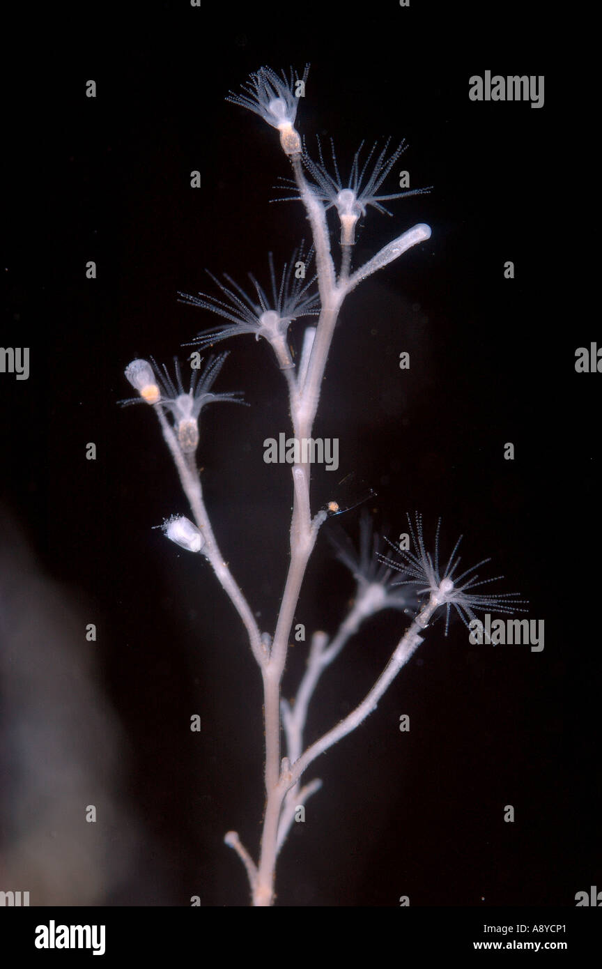 Closeup macro of minute colony of marine Hydrozoa polyps . Latin species name is Obelia longissima . North Pacific, aquaria Stock Photo