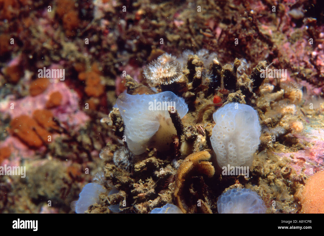 Closeup of colonial sea squirt ( ascidian, Ascidiacea ) Aplidium glabrum common in north Atlantic and Pacific oceans. Underwater Stock Photo