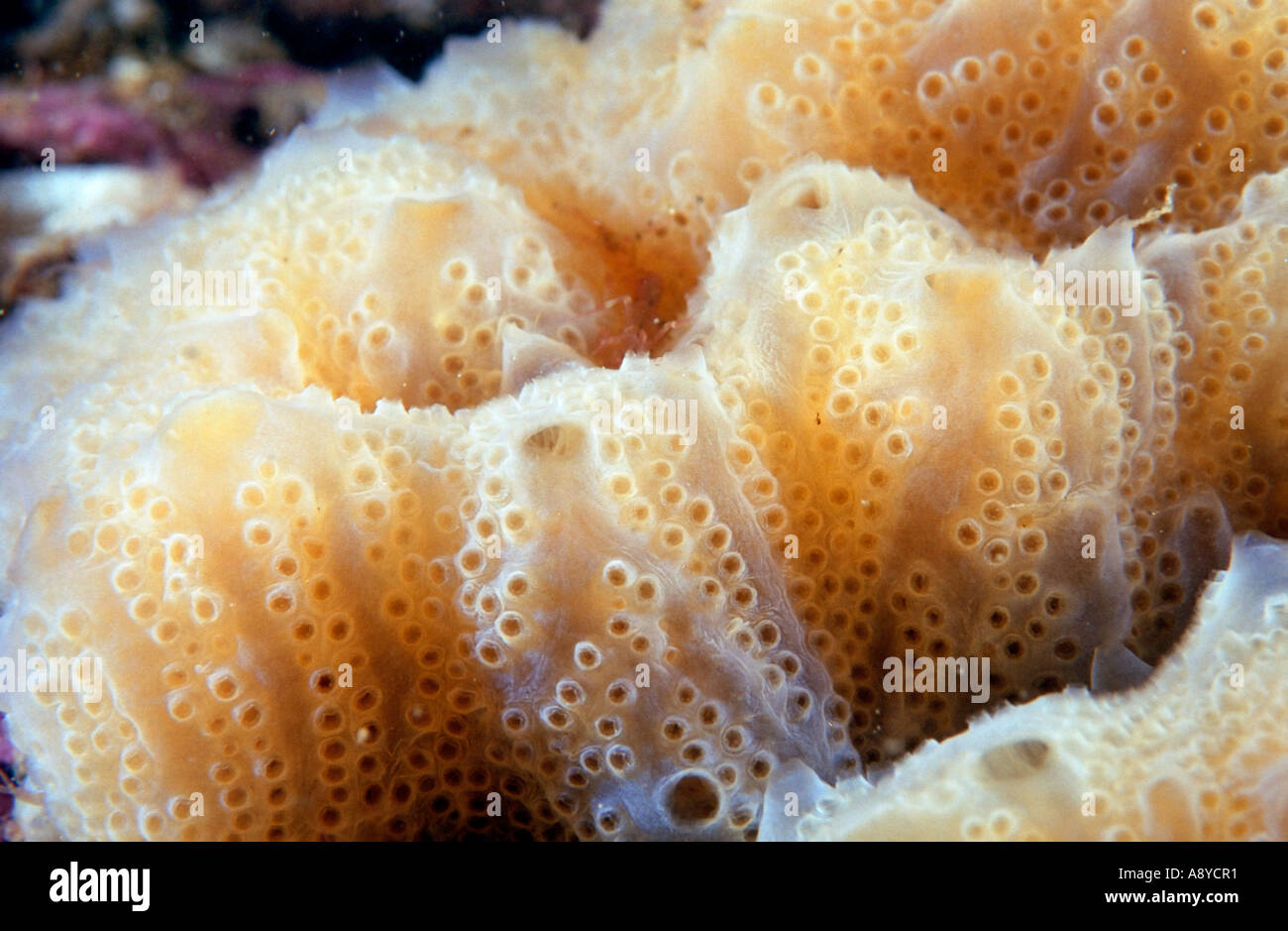 Closeup of colonial sea squirt (ascidian, Ascidiacea) Aplidium glabrum common in north Atlantic and Pacific oceans. Underwater Stock Photo