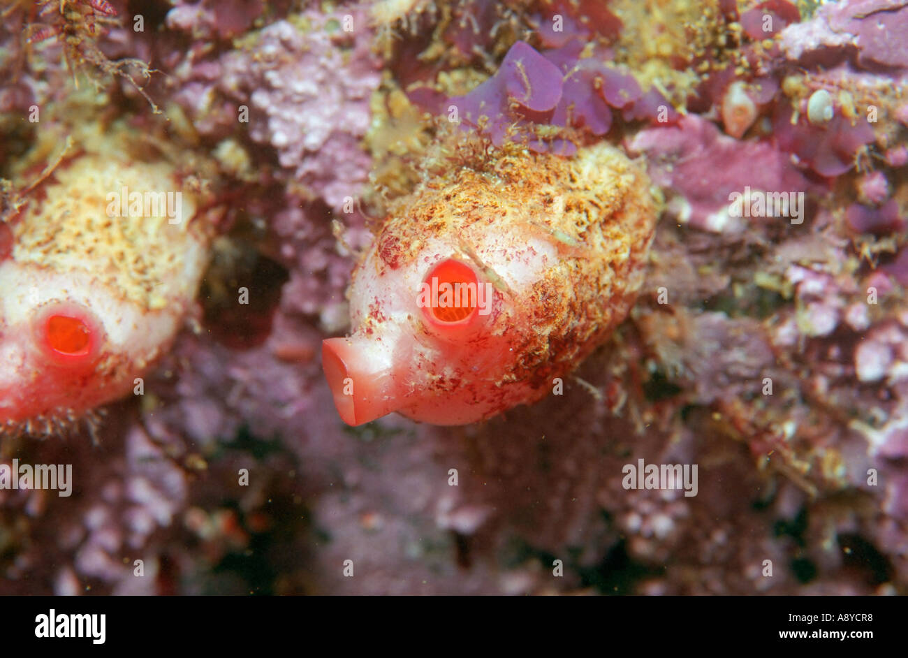 Closeup of solitary sea squirt ascidian ( Ascidiacea ) Dendrodoa aggregata. Common in north Atlantic and Pacific. Underwater Stock Photo