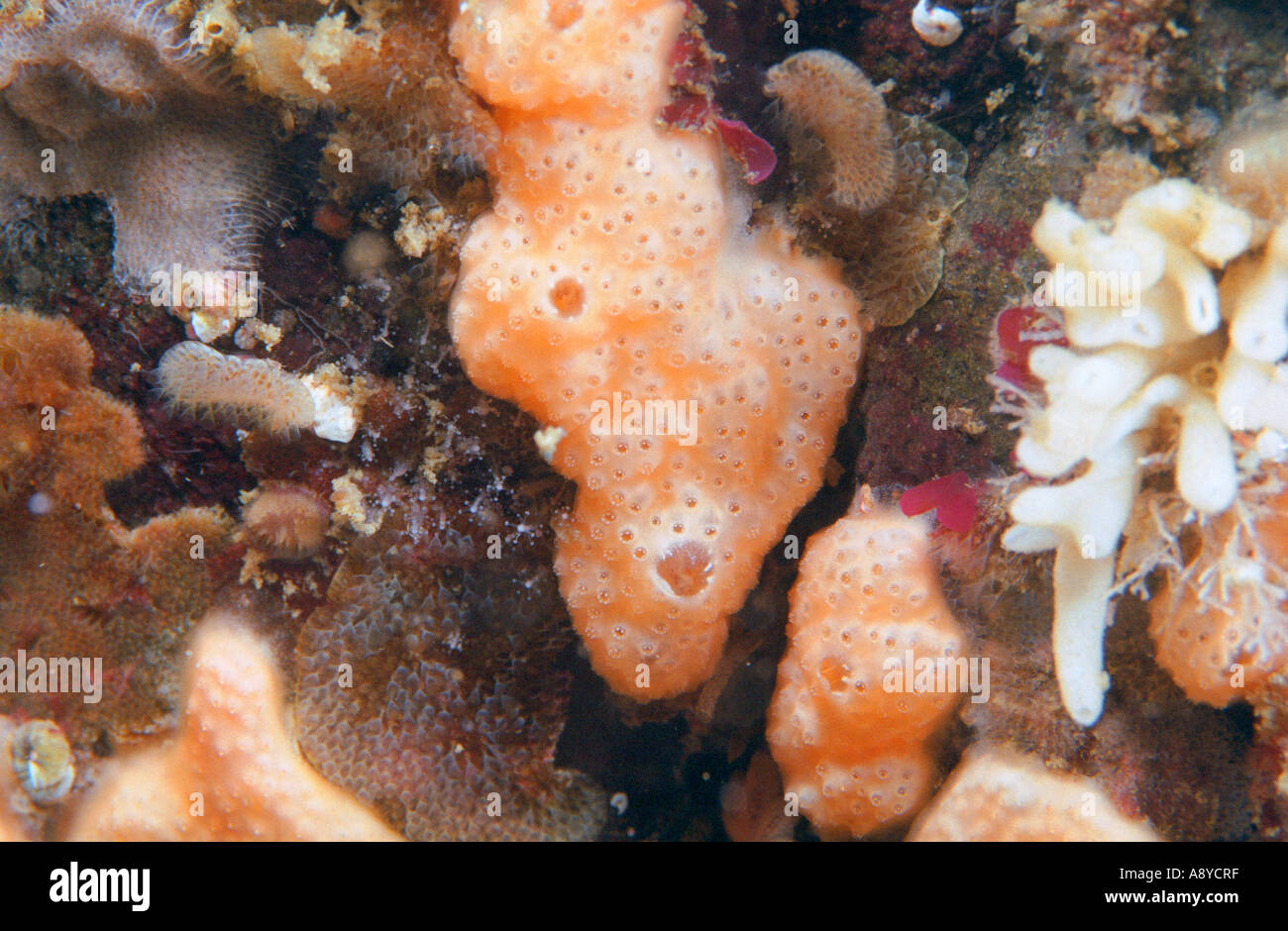 Marine invertebrates encrusting stone orange colonial ascidian Didemnum, white calcareos sponge flat colonies Bryozoa. N Pacific Stock Photo