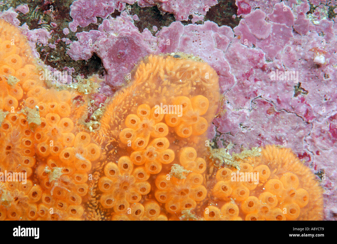 Closeup yellow form of colonial sea squirt ascidian (Ascidiacea) Botryllus schlosseri common in Atlantic and Pacific Underwater Stock Photo