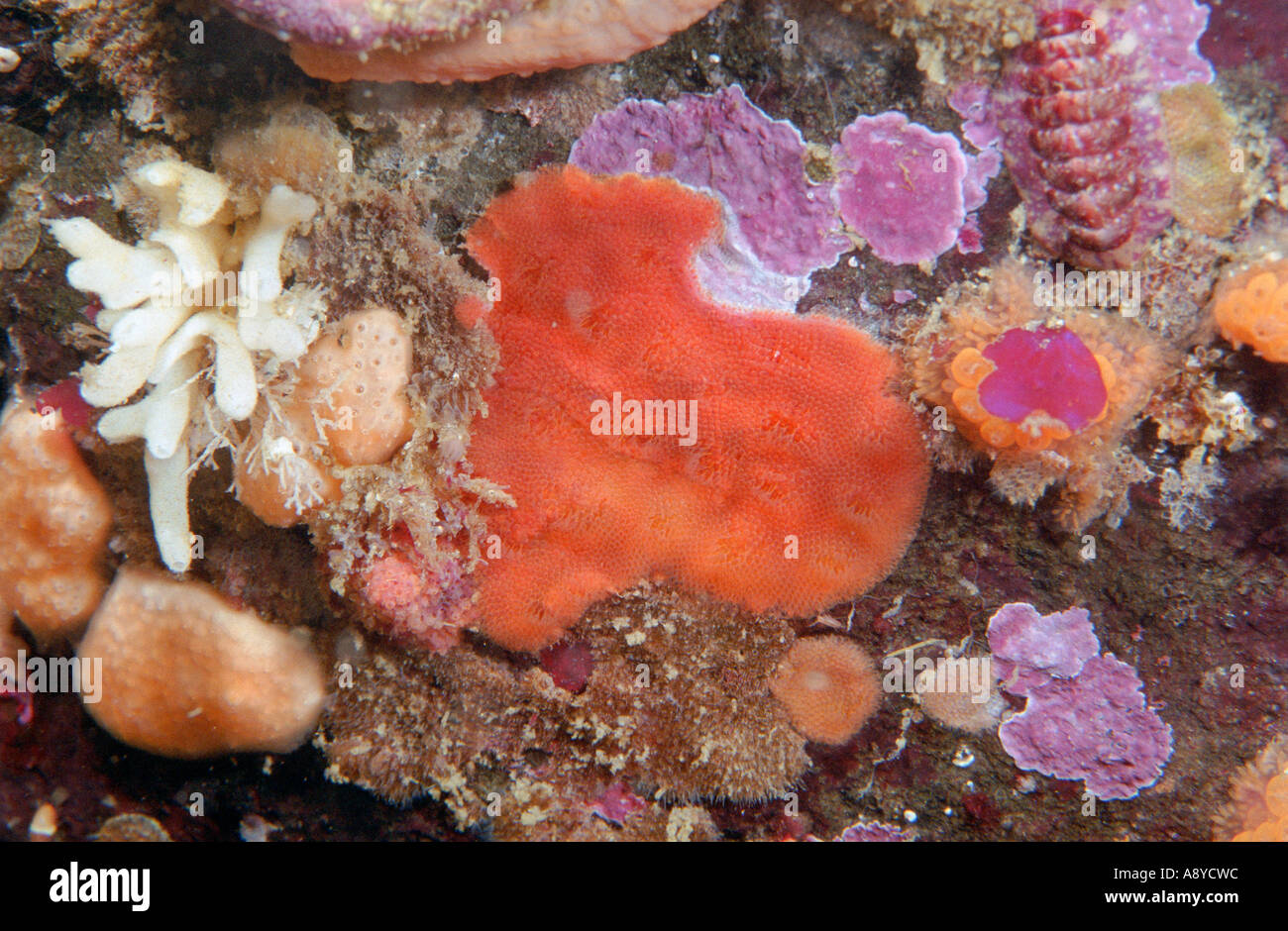 Marine invertebrates flat orange colony Bryozoa, colonial ascidian Aplidium, white calcareous sponge and coralline algae Pacific Stock Photo