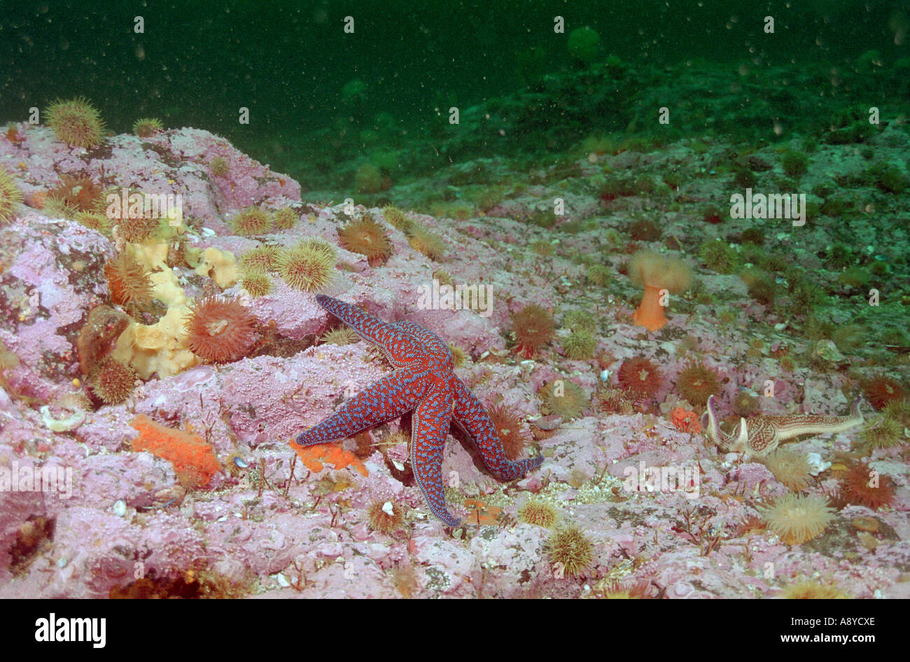 Underwater landscape bottom Sea star Evasterias retifera, anemones Cnidopus, Urticina yellow Sponges red coralline algae Pacific Stock Photo