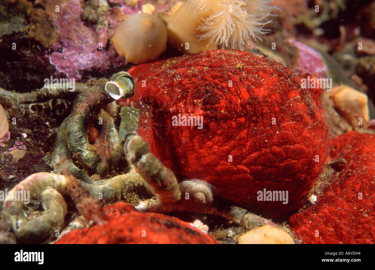 Marine invertebrates: red sea cucumber holothurian Psolus fabricii and calcareous tubes of sepulidae polychaete worms. N Pacific Stock Photo