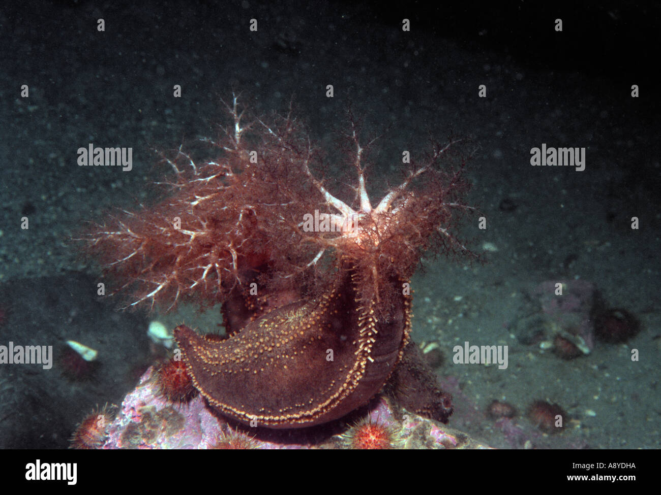 Two specimens of edible marine benthic holothurians Cucumaria djakonovi sitting on a stone and spreading tentacles North Pacific Stock Photo