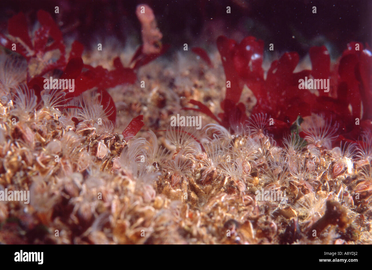 Dense settlement of barnacles Balanus crenatus and Balanus rostratus and leaves of red algae Intertidal zone North Pacific Ocean Stock Photo