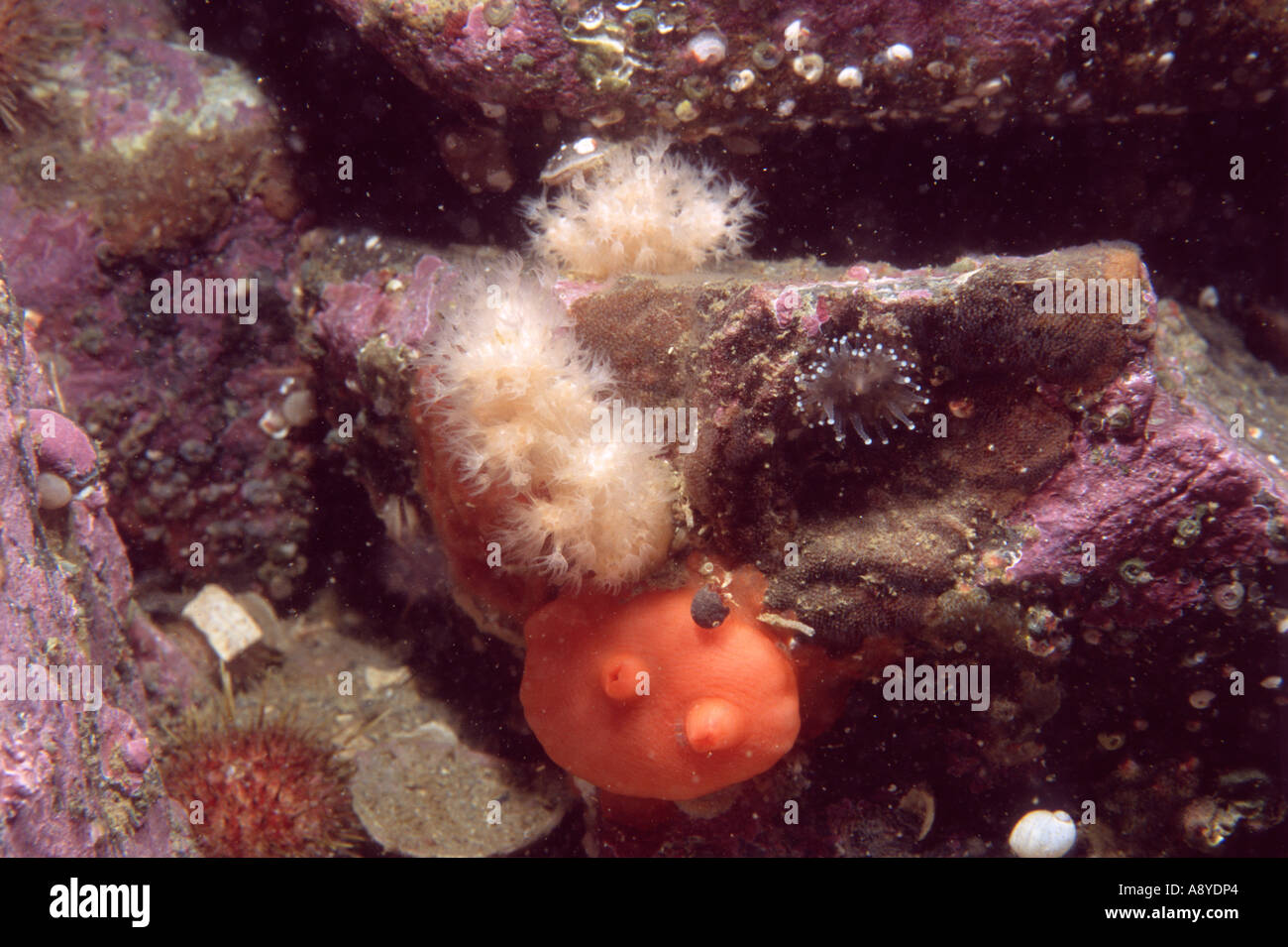Marine invertebrates: red solitary ascidian Styela coriacea, white colony of alcyonaria Gersemia rubiformis. Pacific, Underwater Stock Photo