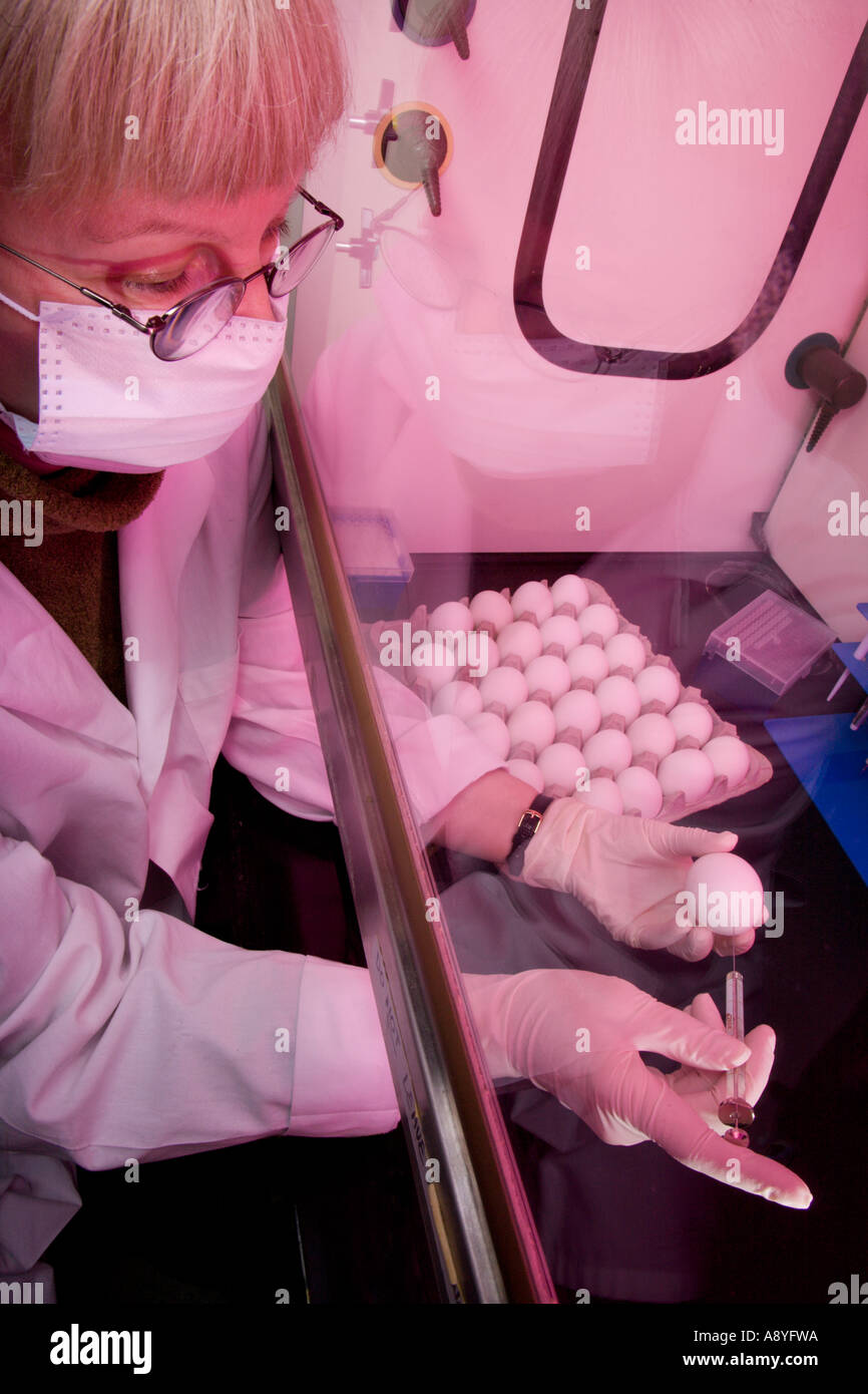 Scientist illustrating method of innoculating eggs for production of ...