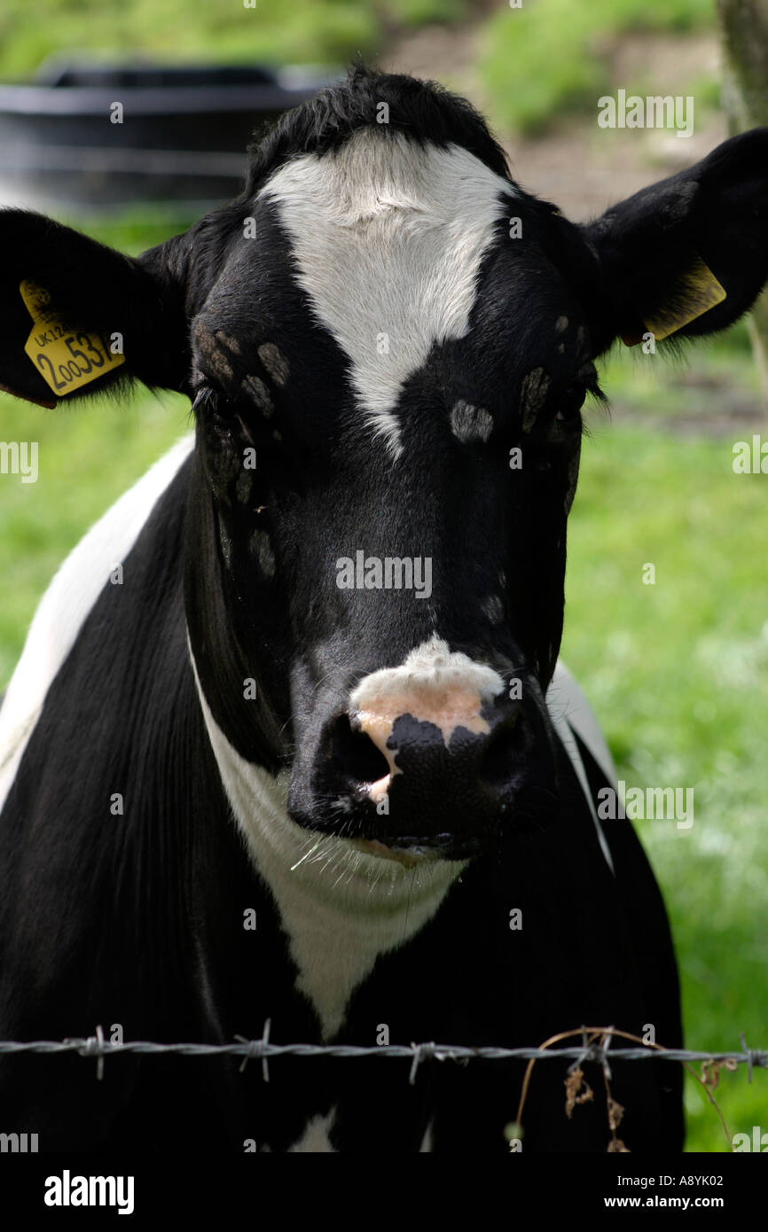 Friesian Dairy Cow Head shot Stock Photo Alamy