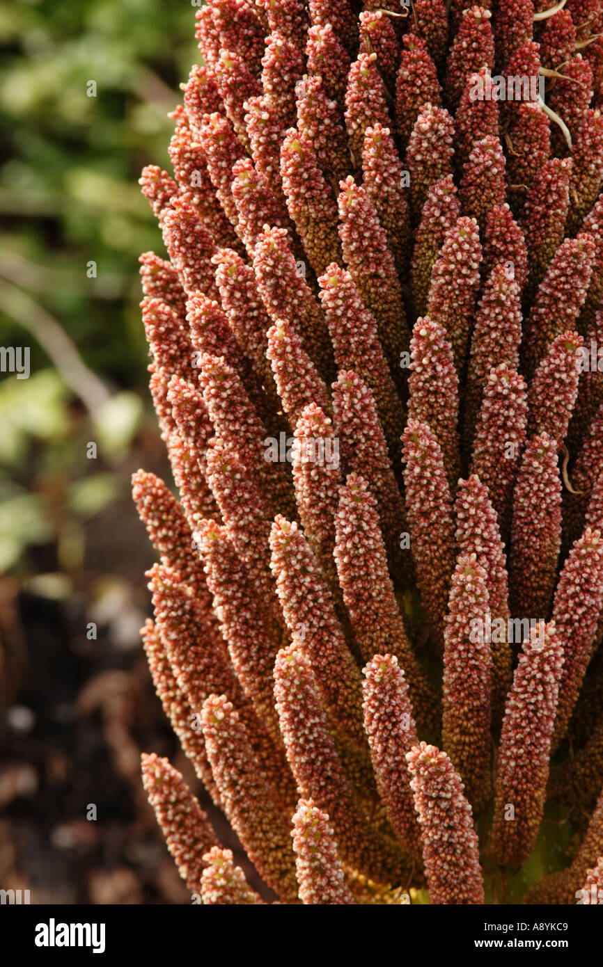Gunnera giant rhubarb Stock Photo